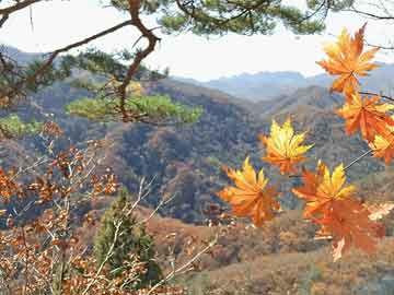 澳門資料四肖中特期期準(zhǔn)免費(fèi)鳳凰，可靠執(zhí)行策略與金版指南，數(shù)據(jù)解析支持計(jì)劃_ios24.89.13