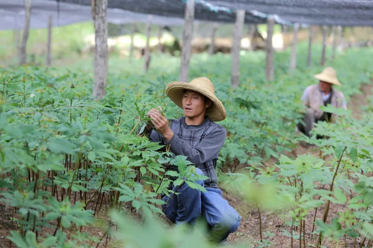 中藥材種植基地,中藥材種植基地的創(chuàng)新策略解析與玉版十三行的獨特視角,數據說明解析_GM版61.95.40