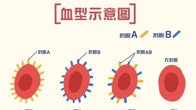 血型能判斷親子關系嗎,血型能判斷親子關系嗎？——狀況分析解析說明,資源策略實施_絕版78.78.99