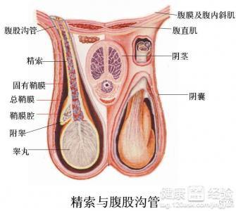 前列腺睪丸痛吃什么藥,關于前列腺睪丸痛的藥物選擇與完善系統(tǒng)評估的重要性——以蘋果款76.71.82為參考,數(shù)據(jù)導向實施_版屋23.14.47