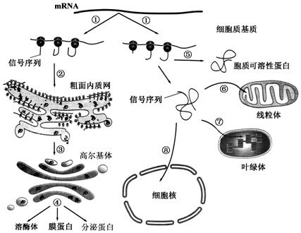 離心機分離細胞器原理