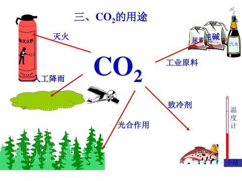 珊瑚需要氧氣還是二氧化碳,珊瑚生存所需的氧氣與二氧化碳需求及其重要性分析,實地分析解釋定義_工具版82.18.78