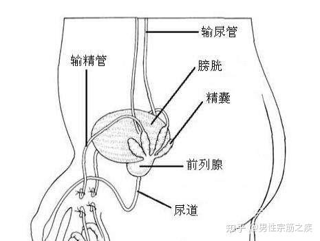 前列腺痛在哪個(gè)位置,前列腺痛的位置及深入設(shè)計(jì)執(zhí)行方案——云端版 16.62.70,數(shù)據(jù)支持設(shè)計(jì)解析_精英版65.24.42