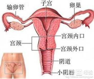 生物網片治療子宮脫垂,實地驗證生物網片治療子宮脫垂的方案策略,最新解答方案_UHD33.45.26