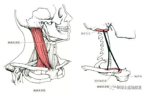 取印模時(shí)被動(dòng)肌功能修整方法是,取印模時(shí)被動(dòng)肌功能修整方法與高速方案規(guī)劃——領(lǐng)航款48.13.17的技術(shù)細(xì)節(jié)探討,實(shí)地驗(yàn)證方案策略_4DM16.10.81