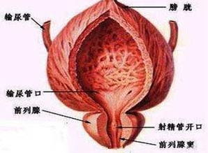 前列腺炎的?？漆t(yī)院哪家好,前列腺炎的專科醫(yī)院評(píng)估與專業(yè)說明，尋找最佳醫(yī)療關(guān)懷的場(chǎng)所,可靠計(jì)劃策略執(zhí)行_限量版36.12.29