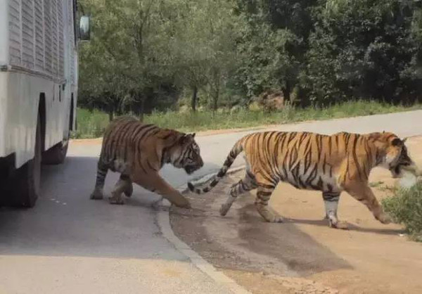 動(dòng)物園小老虎遭遇畫押風(fēng)波