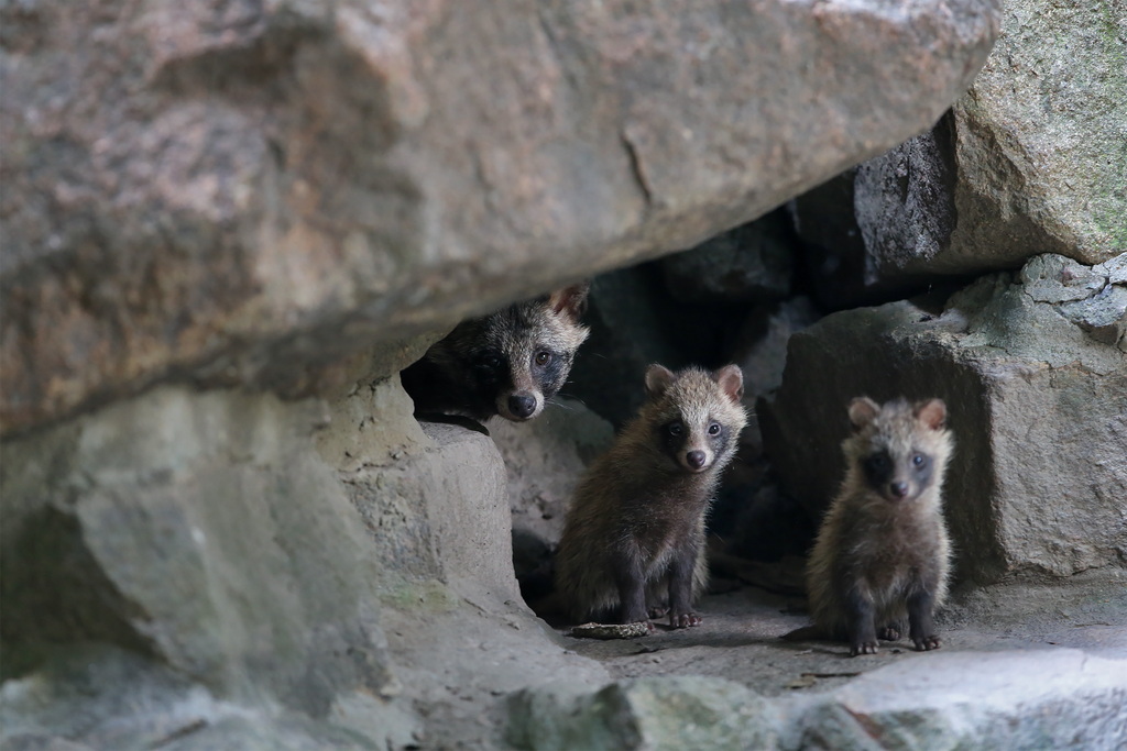 景區(qū)野豬因游客投喂變得溫順，游客行為影響野生動物習性