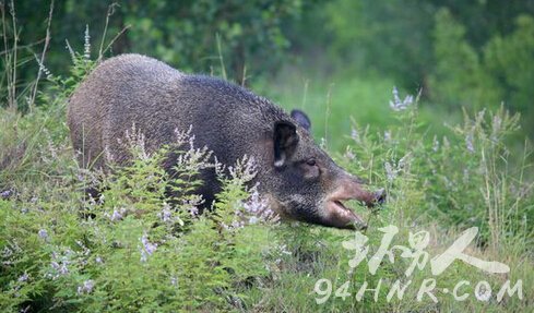 野豬遭遇賞金獵人，狩獵與反狩獵的交鋒