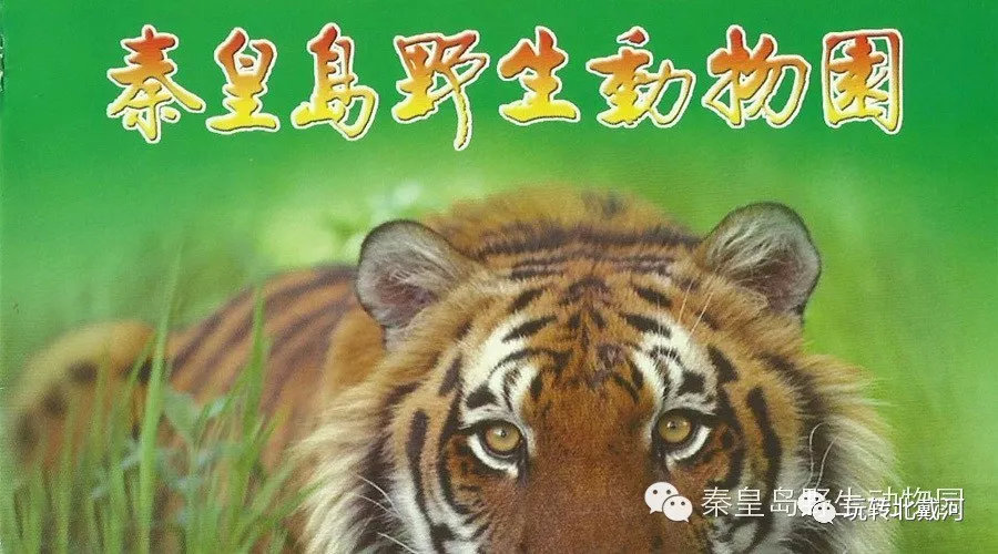 動物園小老虎被迫營業(yè)，爪印掛歷背后的故事