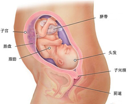 女子懷孕八周胎兒無蹤影