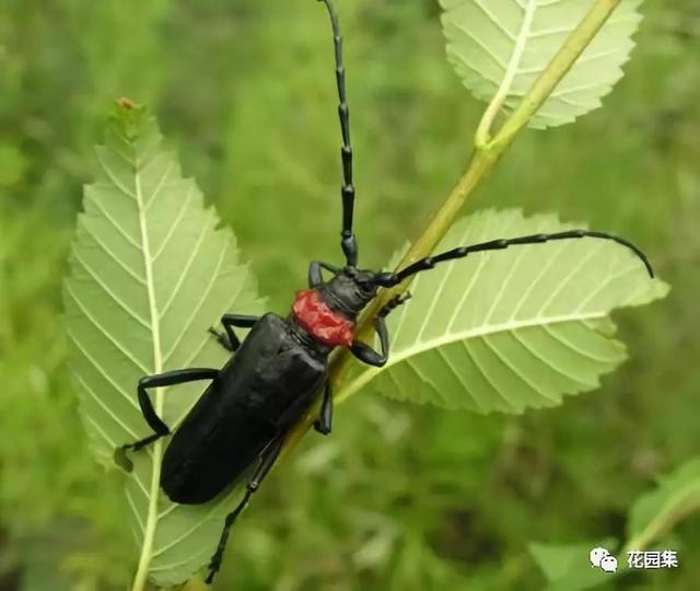 天牛紅五圖庫大全，全面解析與欣賞