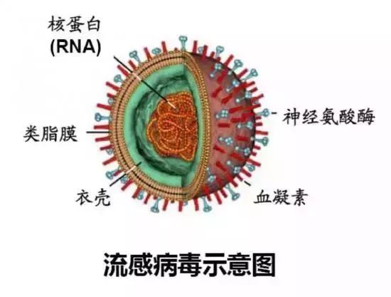 流感病毒中甲流傳染性最強快速方案落實_pro86.73.62