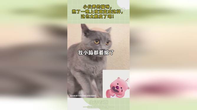 貓：大半夜人癮犯了高效實(shí)施設(shè)計(jì)策略_望版79.47.91