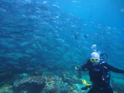 海洋公園回應躺著睡覺的魚死亡全面設計執(zhí)行方案_版屋40.76.74