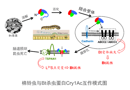 加快呼吸頻率脂肪就能從肺排出？實(shí)踐性計(jì)劃實(shí)施_LT47.61.54