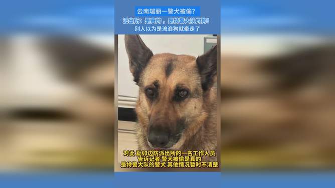 警犬從特警車伸出小腦瓜盯梢連貫性方法評估_經(jīng)典款45.88.28