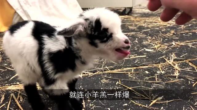 四川巴中惡犬逃竄襲擊多人穩(wěn)定設(shè)計解析策略_限量版80.27.33