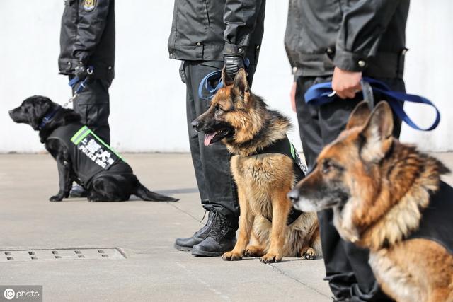 流浪狗憑實力秒入職警犬隊實踐方案設計_運動版60.71.60