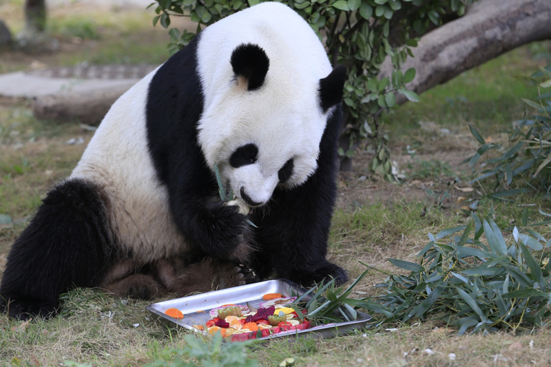 北京動物園大熊貓“古古”去世實地執(zhí)行考察數(shù)據(jù)_版次16.54.64